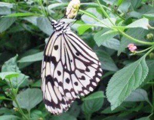 Taiwan Yi Ecological Farm.10