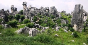 stone-forest-94